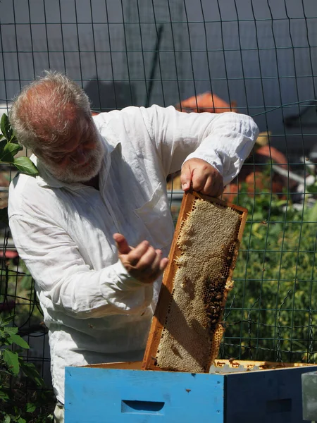 Arı yetiştiricisi arılarla ve arı kovanlarıyla çalışıyor. Arıcılık konsepti. Arı yetiştiricisi arıda bal arıcısı hasat ediyor..