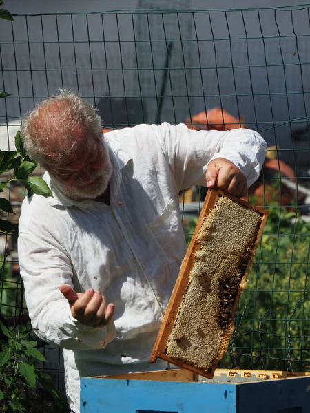 Beekeeper Working Bees Beehives Apiary Beekeeping Concept Beekeeper Harvesting Honey — Stock fotografie