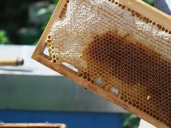 Beekeeper Working Bees Beehives Apiary Beekeeping Concept Beekeeper Harvesting Honey — Fotografia de Stock