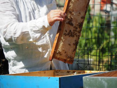 Arı yetiştiricisi arılarla ve arı kovanlarıyla çalışıyor. Arıcılık konsepti. Arı yetiştiricisi arıda bal arıcısı hasat ediyor..