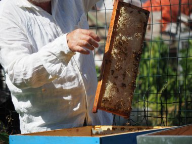 Arı yetiştiricisi arılarla ve arı kovanlarıyla çalışıyor. Arıcılık konsepti. Arı yetiştiricisi arıda bal arıcısı hasat ediyor..