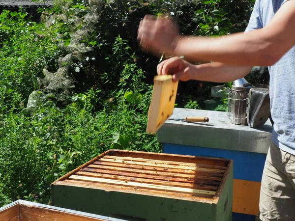 Beekeeper Working Bees Beehives Apiary Beekeeping Concept Beekeeper Harvesting Honey — Foto Stock