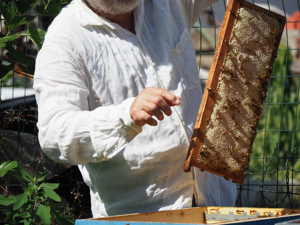 Пчеловод Работает Пчелами Ульями Пасеке Концепция Пчеловодства Пчеловод Собирает Мед — стоковое фото