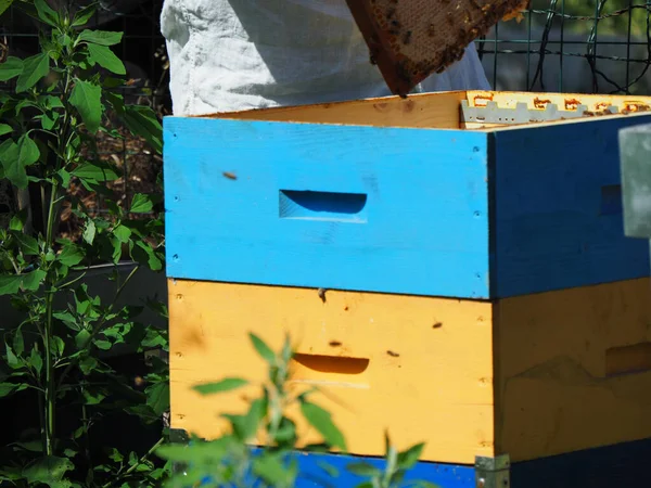 Beekeeper Working Bees Beehives Apiary Beekeeping Concept Beekeeper Harvesting Honey — Foto Stock