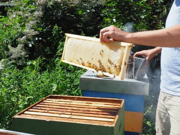 Beekeeper Working Bees Beehives Apiary Beekeeping Concept Beekeeper Harvesting Honey — Foto Stock