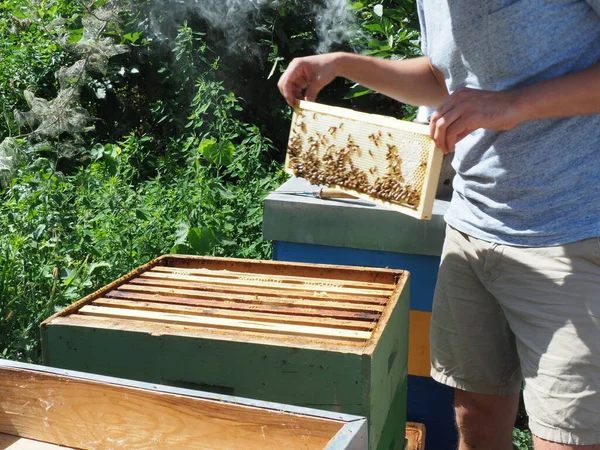 Beekeeper Working Bees Beehives Apiary Beekeeping Concept Beekeeper Harvesting Honey — Foto Stock