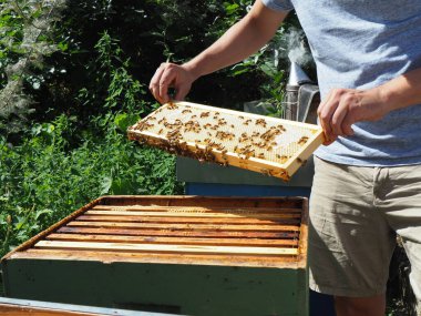 Arı yetiştiricisi arılarla ve arı kovanlarıyla çalışıyor. Arıcılık konsepti. Arı yetiştiricisi arıda bal arıcısı hasat ediyor..