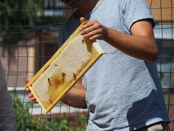 Beekeeper Working Bees Beehives Apiary Beekeeping Concept Beekeeper Harvesting Honey — Fotografia de Stock