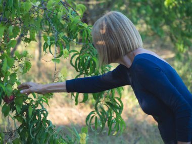 Yaz boyunca çiftlikte erik ve şeftali toplayan zarif bir bayan.