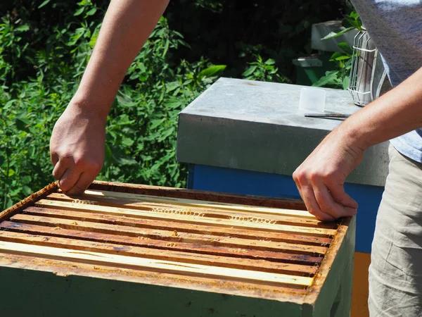 Arı Yetiştiricisi Arılarla Arı Kovanlarıyla Çalışıyor Arıcılık Konsepti Arı Yetiştiricisi — Stok fotoğraf