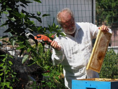 Arı yetiştiricisi arılarla ve arı kovanlarıyla çalışıyor. Arıcılık konsepti. Arı yetiştiricisi arıda bal arıcısı hasat ediyor..