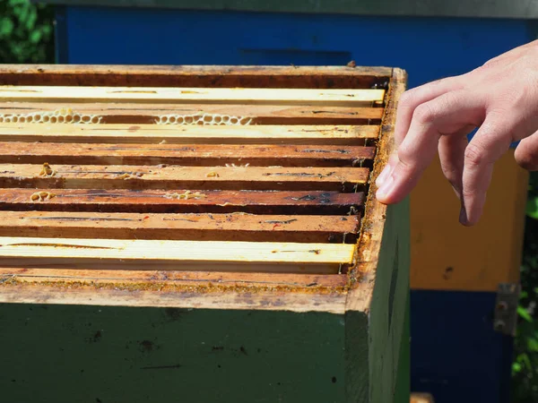 Imker Bei Der Arbeit Mit Bienen Und Bienenstöcken Auf Dem — Stockfoto