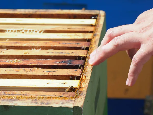Beekeeper Working Bees Beehives Apiary Beekeeping Concept Beekeeper Harvesting Honey — Stock Photo, Image