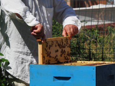 Arı yetiştiricisi arılarla ve arı kovanlarıyla çalışıyor. Arıcılık konsepti. Arı yetiştiricisi arıda bal arıcısı hasat ediyor..