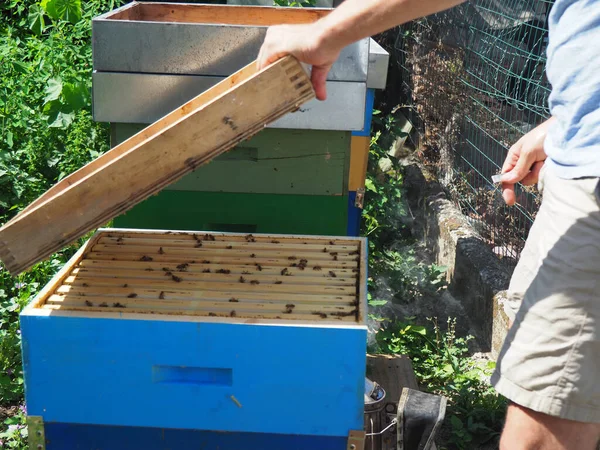 Arı Yetiştiricisi Arılarla Arı Kovanlarıyla Çalışıyor Arıcılık Konsepti Arı Yetiştiricisi — Stok fotoğraf