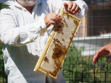 Arı yetiştiricisi arılarla ve arı kovanlarıyla çalışıyor. Arıcılık konsepti. Arı yetiştiricisi arıda bal arıcısı hasat ediyor..