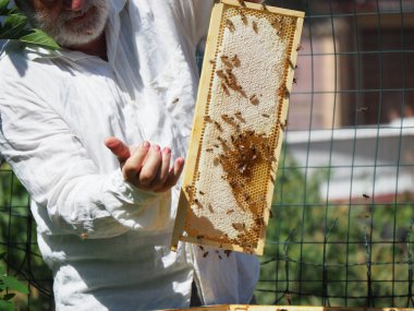 Arı yetiştiricisi arılarla ve arı kovanlarıyla çalışıyor. Arıcılık konsepti. Arı yetiştiricisi arıda bal arıcısı hasat ediyor..
