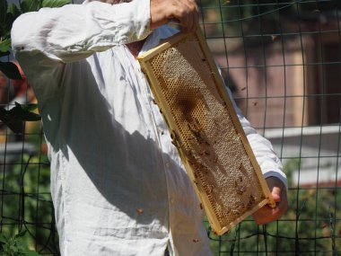 Arı yetiştiricisi arılarla ve arı kovanlarıyla çalışıyor. Arıcılık konsepti. Arı yetiştiricisi arıda bal arıcısı hasat ediyor..