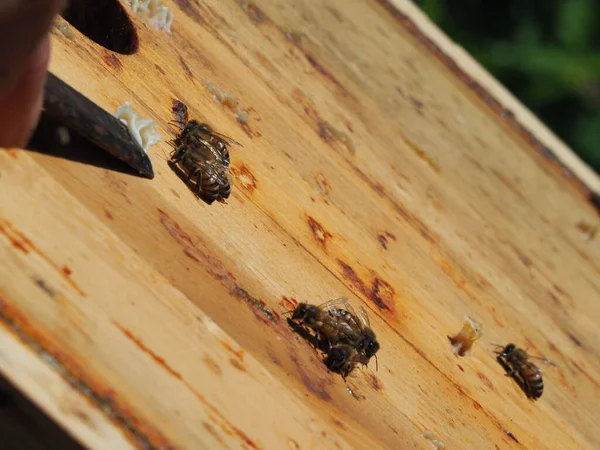 Imker Werkt Met Bijen Bijenkorven Bijenstal Bijenteeltconcept Bijenhouder Oogst Honing — Stockfoto