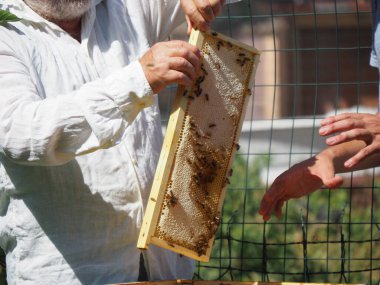 Arı yetiştiricisi arılarla ve arı kovanlarıyla çalışıyor. Arıcılık konsepti. Arı yetiştiricisi arıda bal arıcısı hasat ediyor..