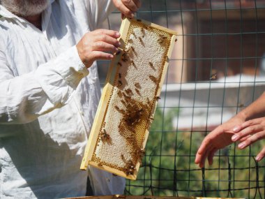 Arı yetiştiricisi arılarla ve arı kovanlarıyla çalışıyor. Arıcılık konsepti. Arı yetiştiricisi arıda bal arıcısı hasat ediyor..