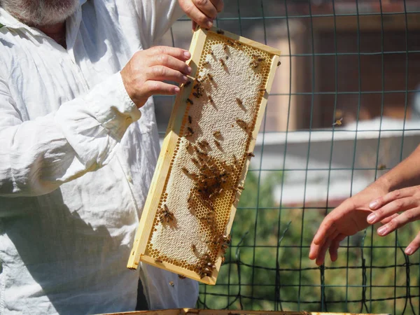 Pszczelarz Pracujący Pszczołami Uli Pasiece Koncepcja Pszczelarska Pszczelarz Zbierający Miód — Zdjęcie stockowe