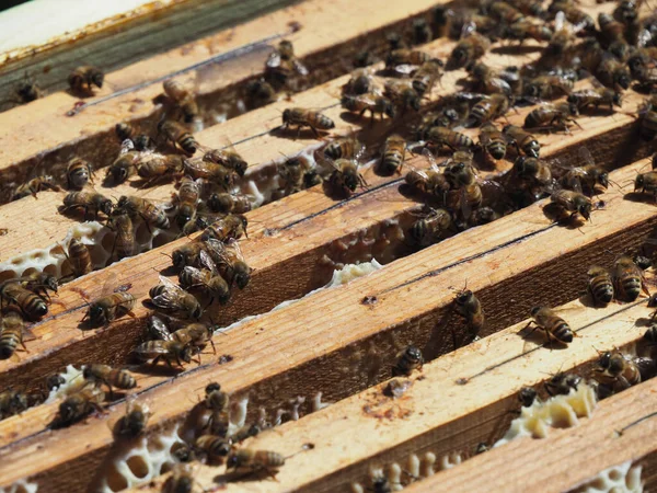 Beekeeper Working Bees Beehives Apiary Beekeeping Concept Beekeeper Harvesting Honey — Stock Photo, Image