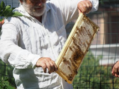 Arı yetiştiricisi arılarla ve arı kovanlarıyla çalışıyor. Arıcılık konsepti. Arı yetiştiricisi arıda bal arıcısı hasat ediyor..
