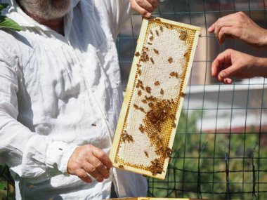 Arı yetiştiricisi arılarla ve arı kovanlarıyla çalışıyor. Arıcılık konsepti. Arı yetiştiricisi arıda bal arıcısı hasat ediyor..