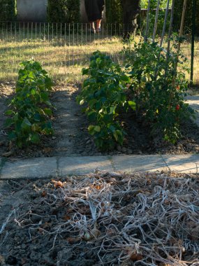 biyo-sebze bahçesi yazın