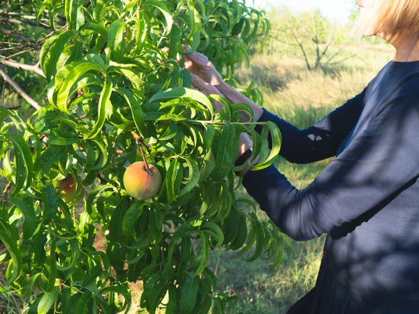 Yaz boyunca çiftlikte erik ve şeftali toplayan zarif bir bayan.