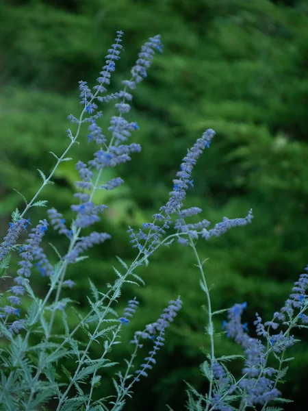 Perovskia Lebedolistnaya Belongs Perennial Semi Shrubs Fragrant Honey Plant Garden — Foto de Stock