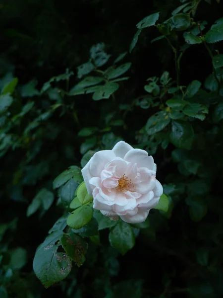 Fleur Rose Blanche Été — Photo