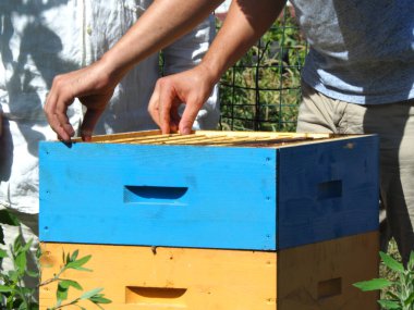Arı yetiştiricisi arılarla ve arı kovanlarıyla çalışıyor. Arıcılık konsepti. Arı yetiştiricisi arıda bal arıcısı hasat ediyor..