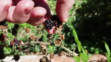 elderly woman pcking yellow wild flowers on a lawn over a mountain scenery. High quality 4k footage