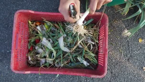 Farmer Work Open Market Knife Cutting Leeks — Stock Video