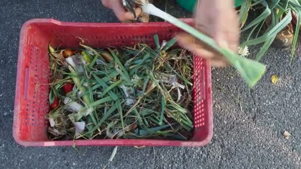 Agricultor Trabajo Mercado Abierto Con Cuchillos Corte Puerros — Vídeo de stock