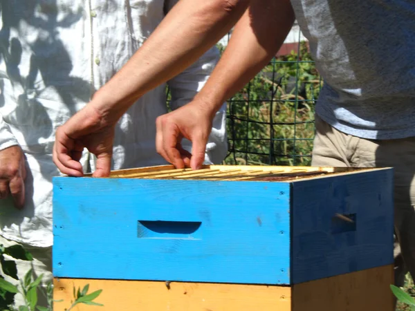 Beekeeper Working Bees Beehives Apiary Beekeeping Concept Beekeeper Harvesting Honey — Zdjęcie stockowe