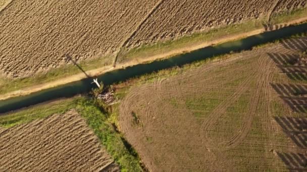 Video Aerial View Drone Tractor Plowing Land Countryside — Stock Video