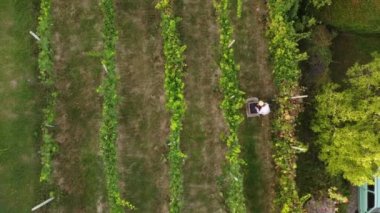 İnsansız hava aracı videosu Arda Vadisi, Piacenza, İtalya 'da biyolojik tecavüz hasat ediliyor.