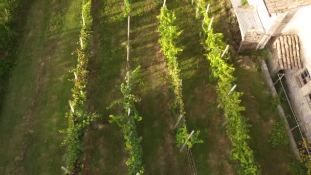 Drone Vídeo Colheita Biológica Estupro Arda Valley Piacenza Itália — Vídeo de Stock
