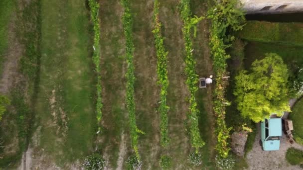 ドローンビデオイタリア ピアチェンツァのアルダバレーで有機バイオレイプ収穫 — ストック動画