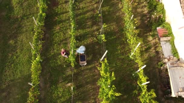 Drone Video Biologische Verkrachting Arda Valley Piacenza Italië — Stockvideo