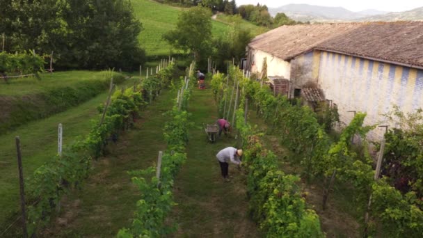 Бронзове Відео Organic Bio Rape Harvesting Arda Valley Piacenza Italy — стокове відео