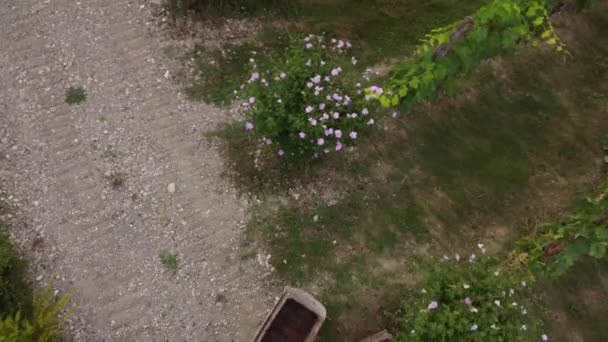 Drone Vídeo Colheita Biológica Estupro Arda Valley Piacenza Itália — Vídeo de Stock