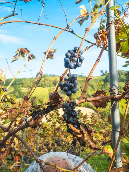 Starý Vousatý Muž Harvesiting Pro Výrobu Vína — Stock fotografie