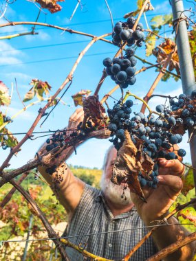 Şarap üretimi için hasat yapan yaşlı sakallı adam.