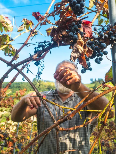 Stary Brodaty Człowiek Harvesiting Produkcji Wina — Zdjęcie stockowe