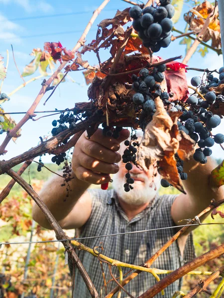 Old Bearded Man Harvesiting Wine Production — Stock Photo, Image