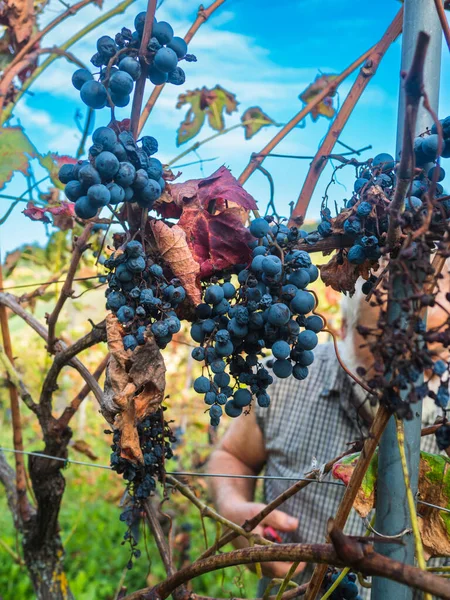 Stary Brodaty Człowiek Harvesiting Produkcji Wina — Zdjęcie stockowe